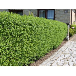 Vtáčí zob obyčajný (Ligustrum Vulgare) výška: 40-80 cm, kont. C3L